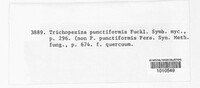 Trichopeziza punctiformis image